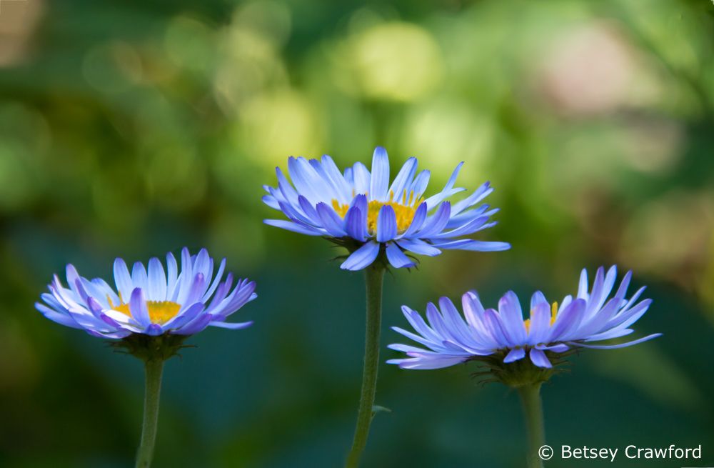 The luminous lavender flowers of three tall purple fleabane (Erigeron peregrinus) against a green background of leaves with the sun shining through them. The shot is taken from the side of the flowers, so the yellow centers are peeking through the petals.