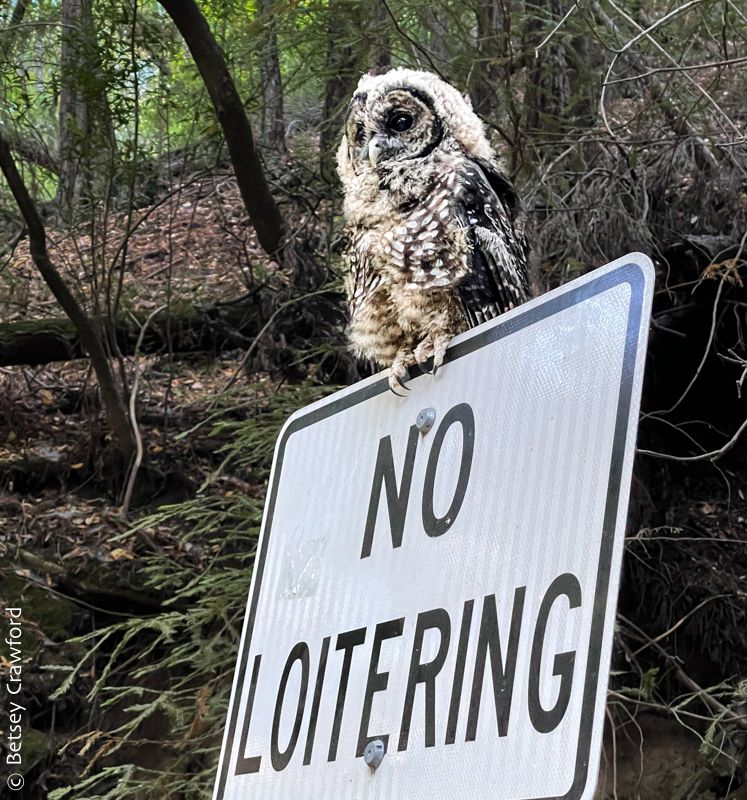A very young, brown and beige spotted owl on a 'No Loitering' sign. Forest in the background.