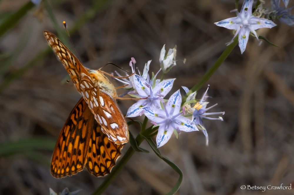 White stem frasera (Frasera albicaulis) has a green stem and pale blue four-petalled flowers with a central stripe of darker blue. Since there are both yellow and pink stamens, I assume they turn pink after pollination to let pollinators know not to bother. This cluster is being visited by an orange and black fritillary butterfly with white spots on its underwing.