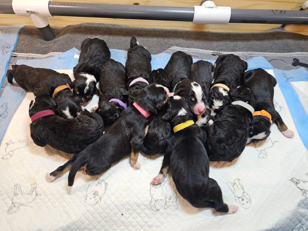 13 Mini Bernedoodle puppies 