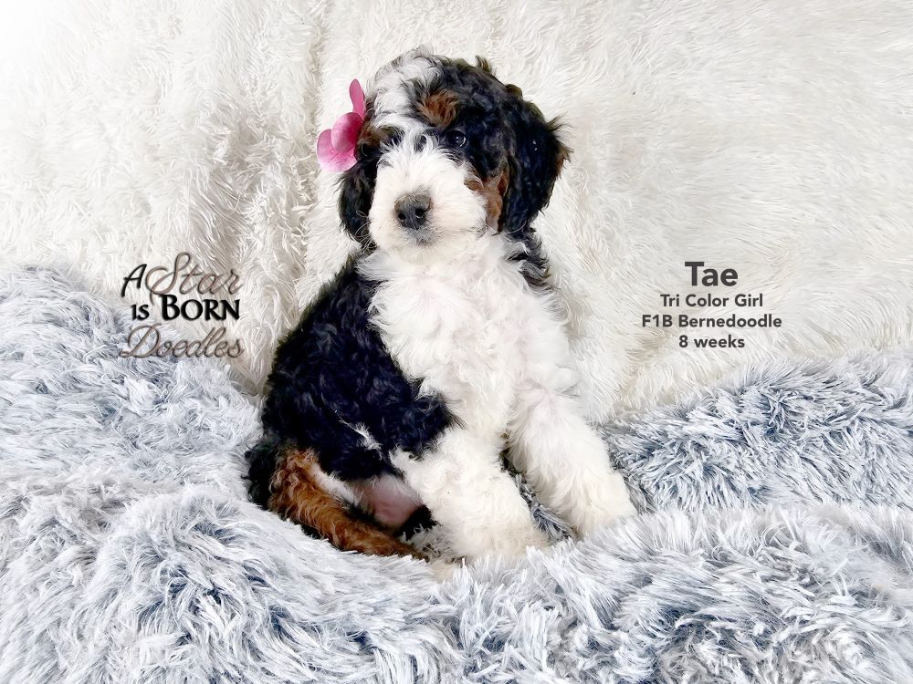 Tri-color Bernedoodle puppy