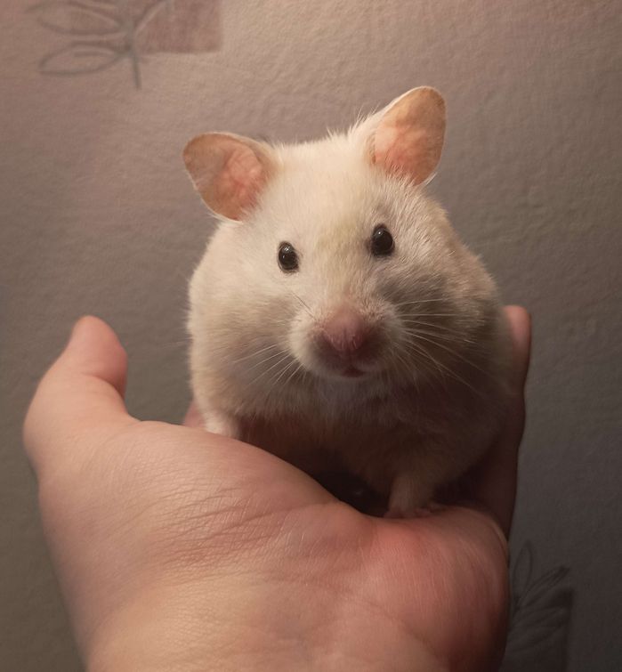 Photo of a hamster standing on an open hand. She is staring at the viewer, her ears perked up.