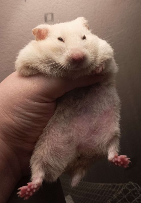 Photo of a syrian hamster held in hand, her eyes squinted and ears folded back, looking quite displeased. 