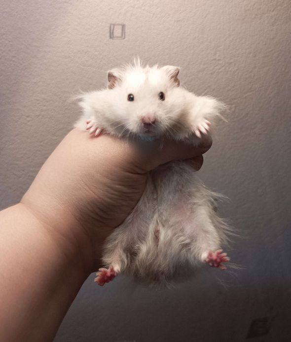 A white, fluffy syrian hamster held in hand. 
