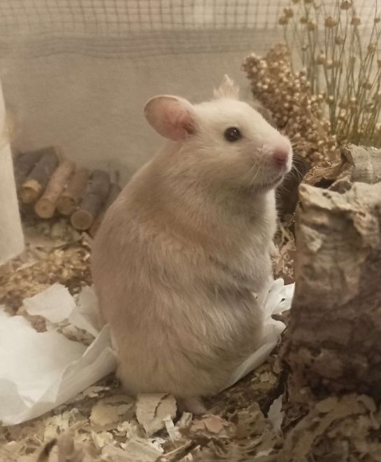 Photo of a hamster sitting, looking over her shoulder at the camera.