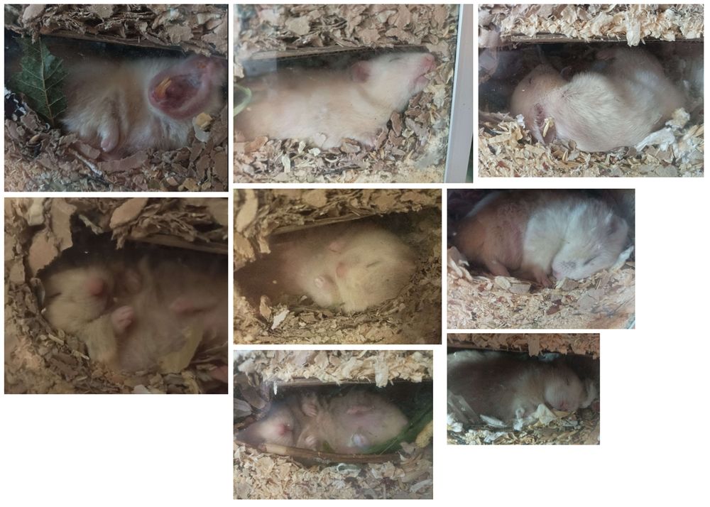 Collage of various photos showcasing a light colored syrian hamster sleeping. 