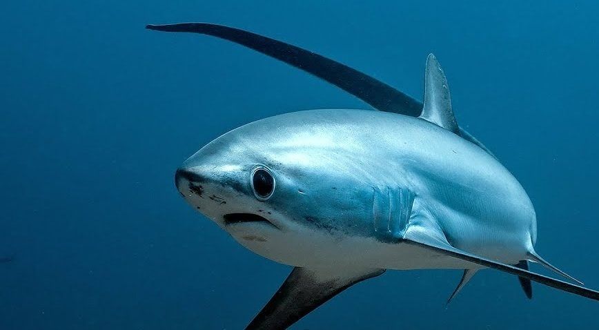 A thresher shark. 🥺