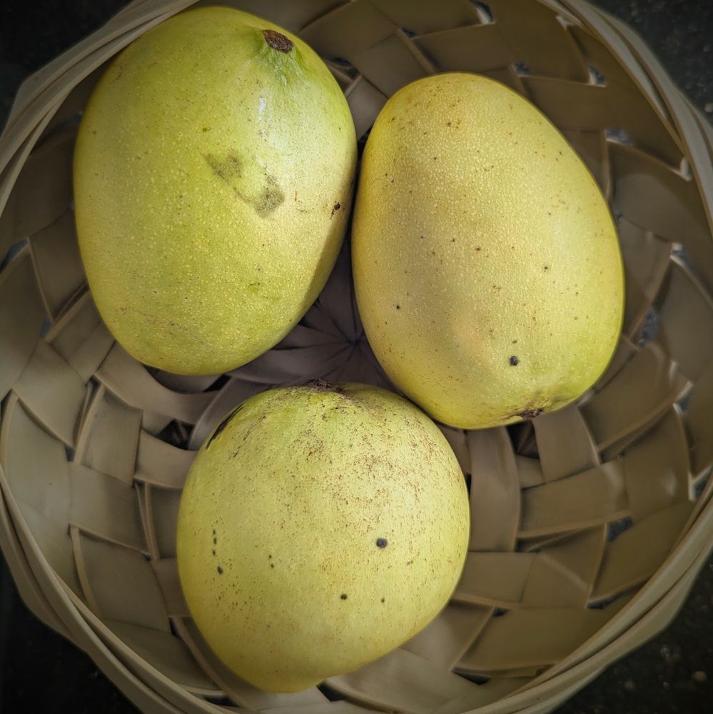 photo of three starch mangoes in a basket