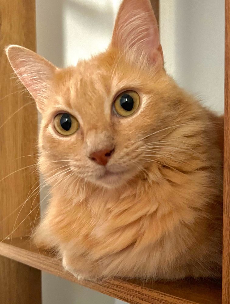 foto de uma gata amarelha de olhos grandes, olhando para a câmera com expressão dissimulada e educadamente curiosa