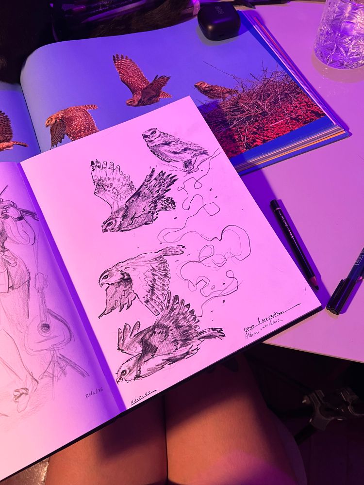 Página de sketchbook com desenho de 4 momentos de voo da coruja buraqueira, com o livro de fotos de referência sob o caderno. No segundo plano se vê a mesa, lápis, caneta e as pernas da desenhista