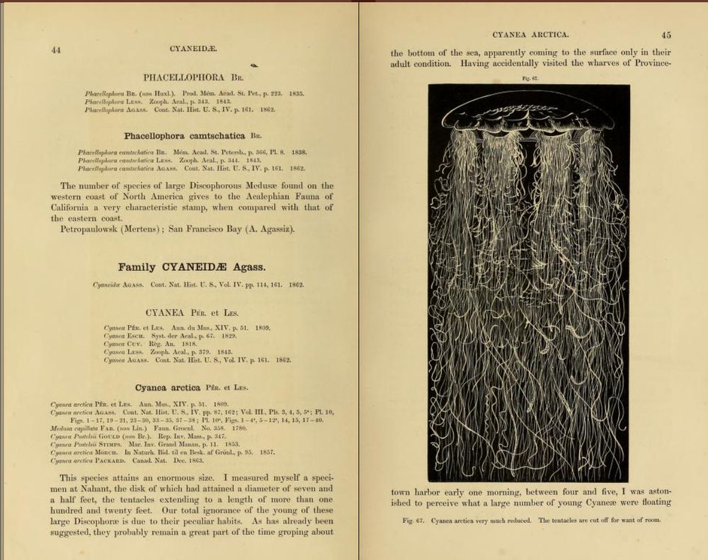 Screengrab of "Agassiz, Alexander. Illustrated Catalogue of the Museum of Comparative Zoology: North American Acalephae. Vol. 2. p. 44.", showing pages of (quite fun to read!) text about what was then Cyanea arctica, now Cyanea capillata, with a black and white drawing of the jellyfish with "tentacles cut off for want of room"