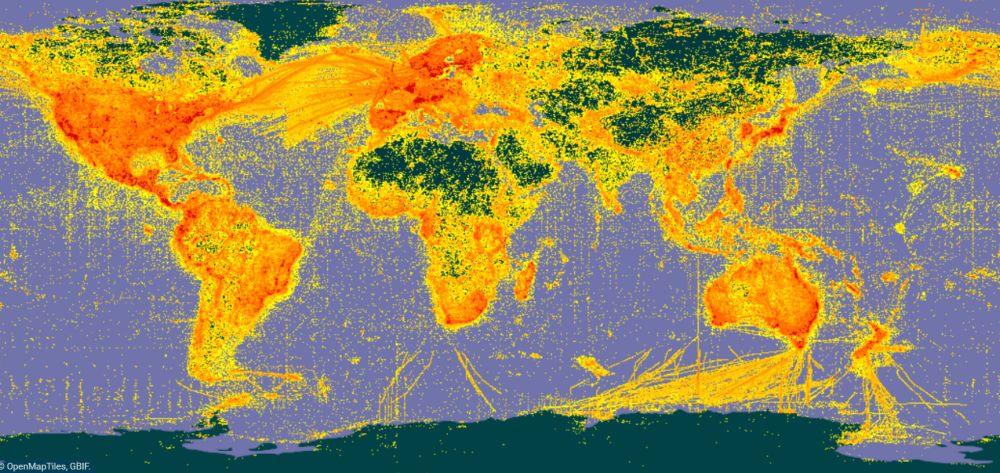 Screengrab from gbif.org of the world map, showing the location of preserved specimen occurrences as a heatmap. The colors range from dark green (=no records) to red (many records).  