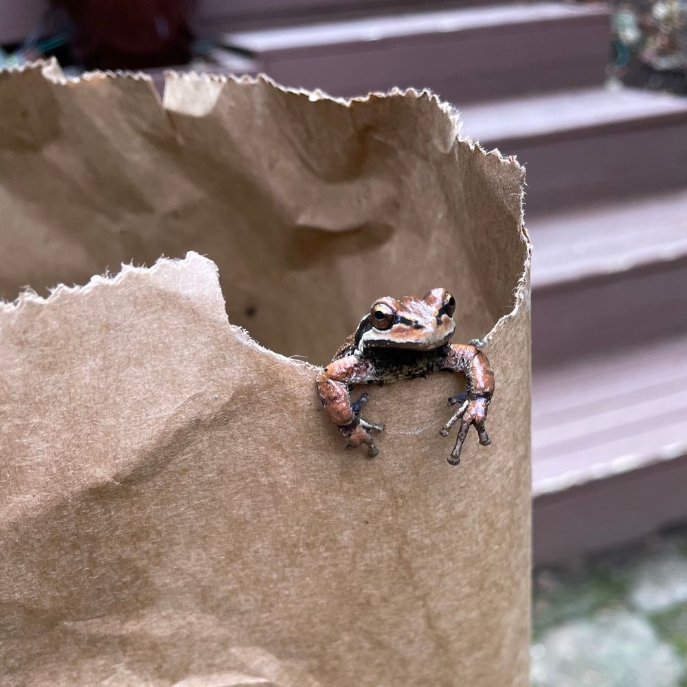 A frog climbing out of a paper leaf bag.