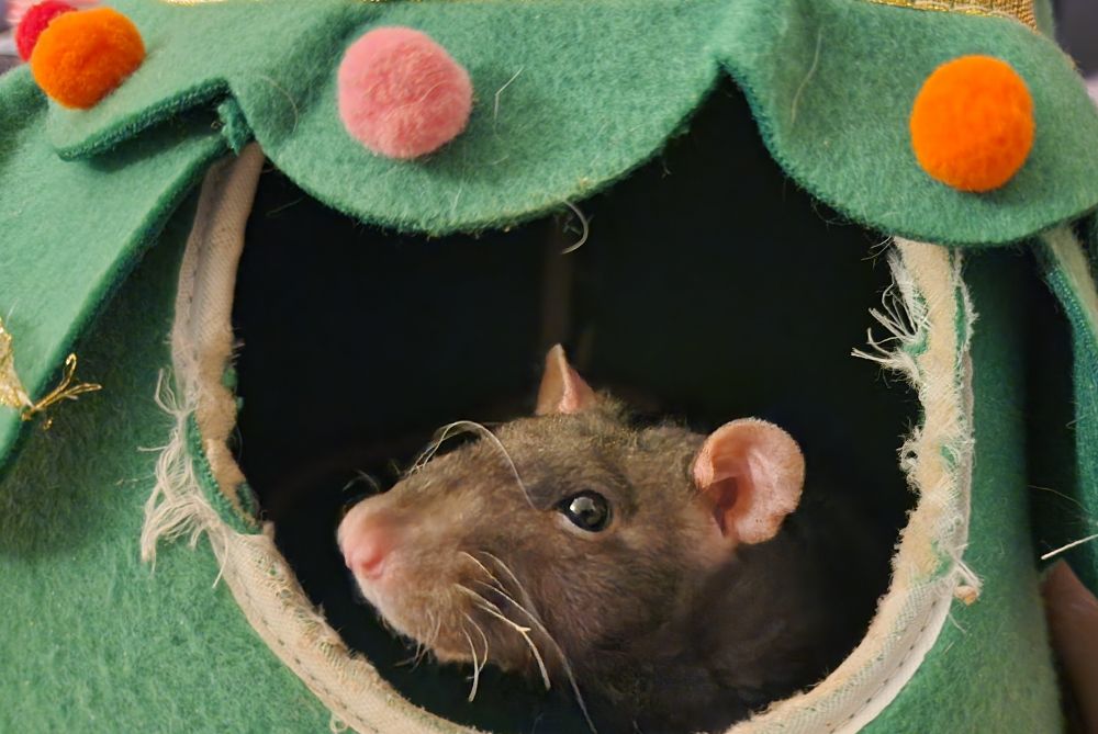 A black rat looking out of a Christmas tree shaped hut 