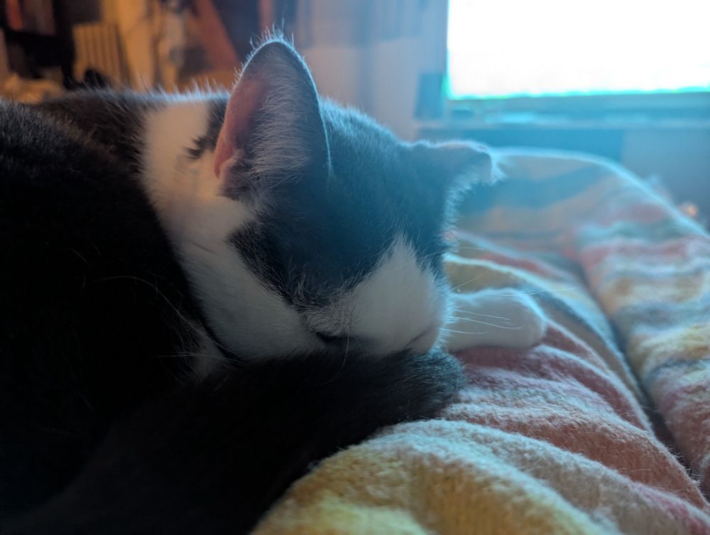 A close up on the face of my white and grey cat, Ash, sleeping curled up on my legs, that are under a striped yellow, green and orange blanket 