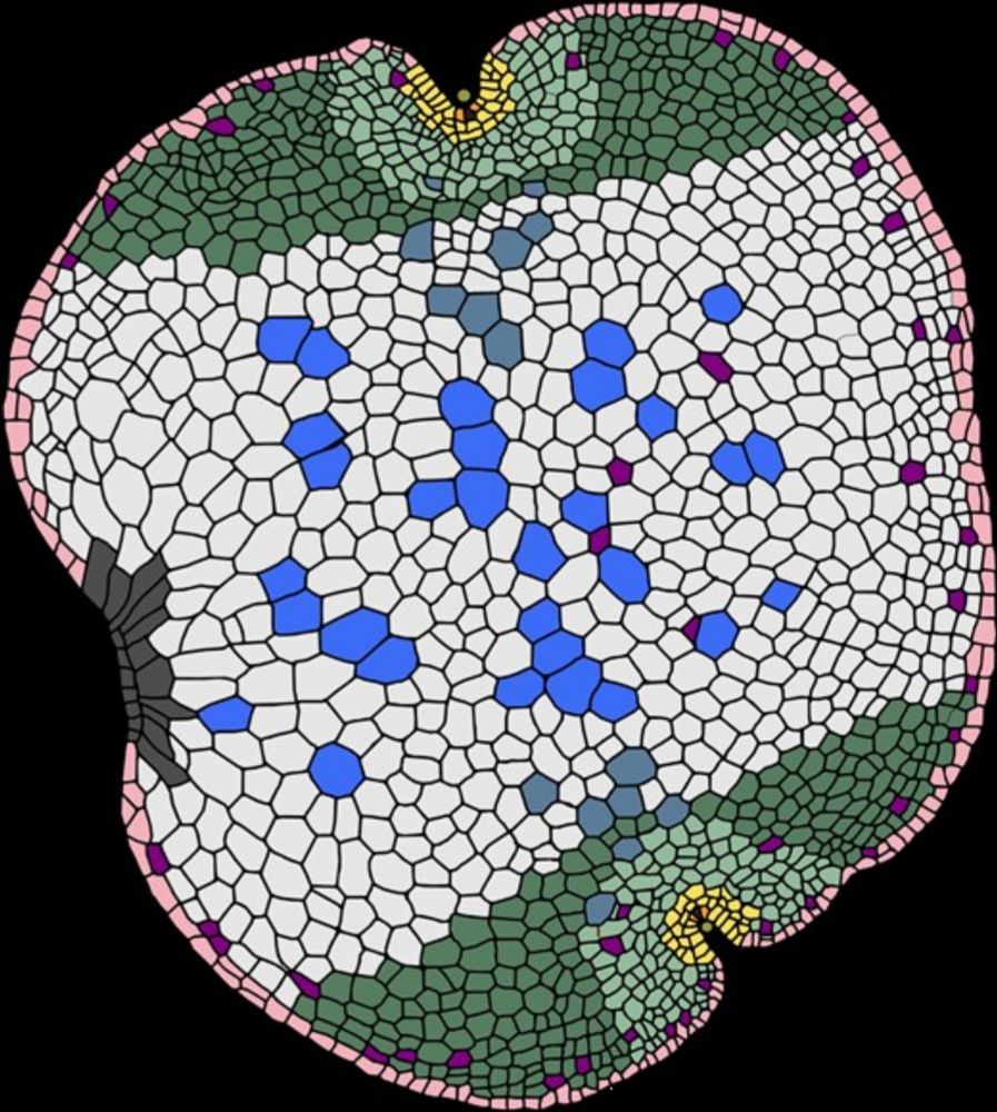 The landscape of transcription factor promoter activity during vegetative development in Marchantia