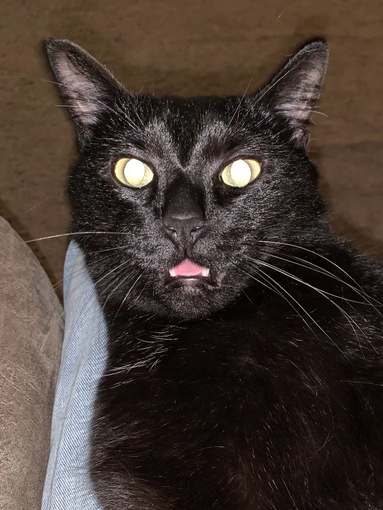 Leah, black cat, stares at the camera with her eyes and mouth open. The eyes reflect the flash and are bright, yellow and gold, well, the pink of tongue shines in her open mouth. It’s a little uncanny valley.