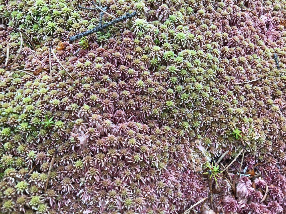 Lovely green and red Sphagnum mosses. 