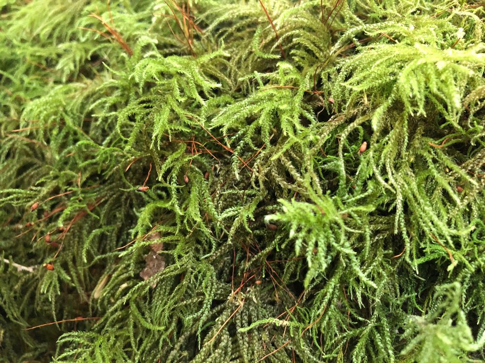 Beautiful moss babies, probably from the Pacific Northwest. 