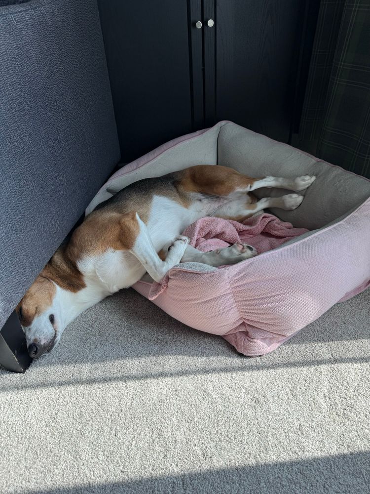 Pic of Luma, a short haired mini Australian shepherd and hound mix, white and light brown and black fur and ice blue eyes, laying half out of her dog bed with her head under the chair. 