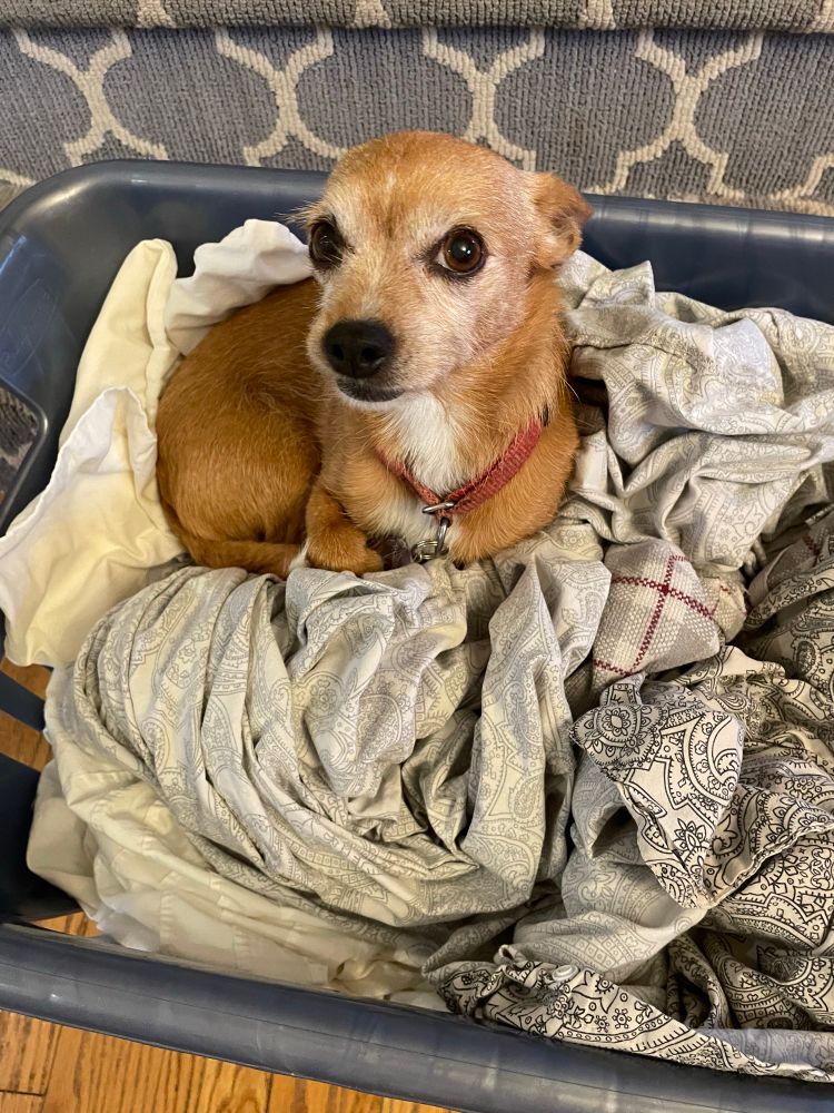 Chihuahua dog looking defiant as she sits in a clean laundry basket