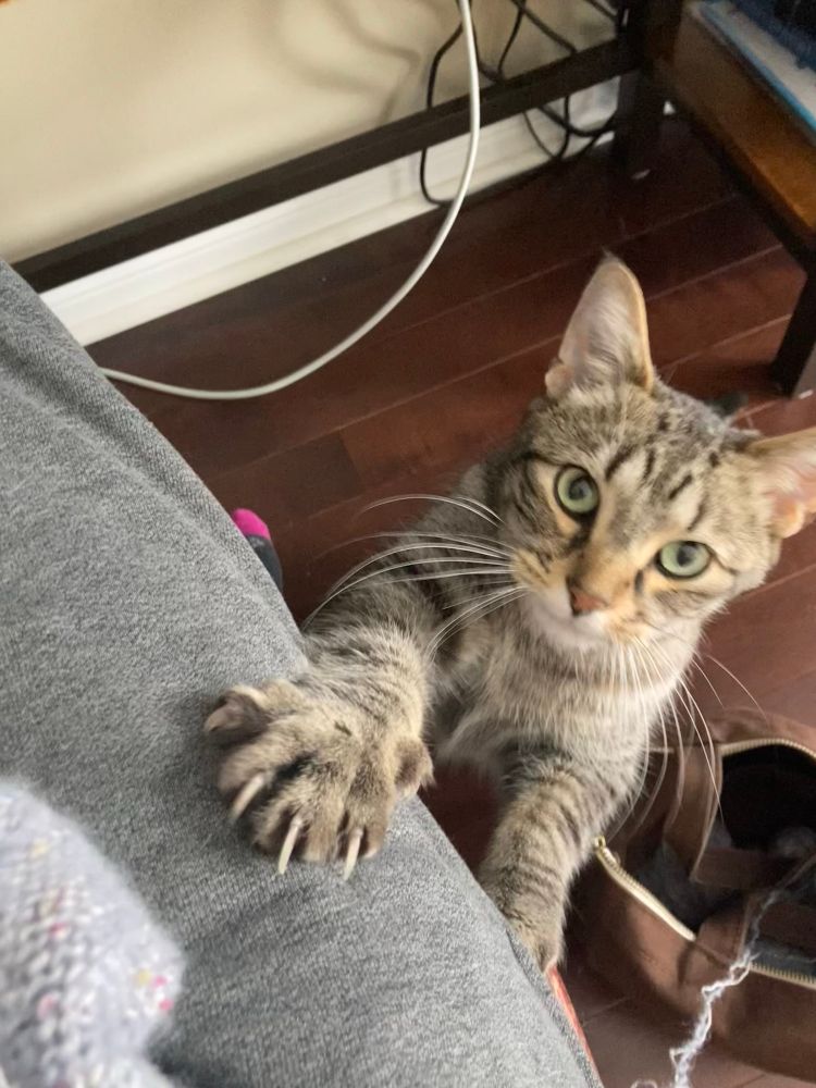 A brown tabby cat with green eyes reaches up to a seated lap looking for attention 