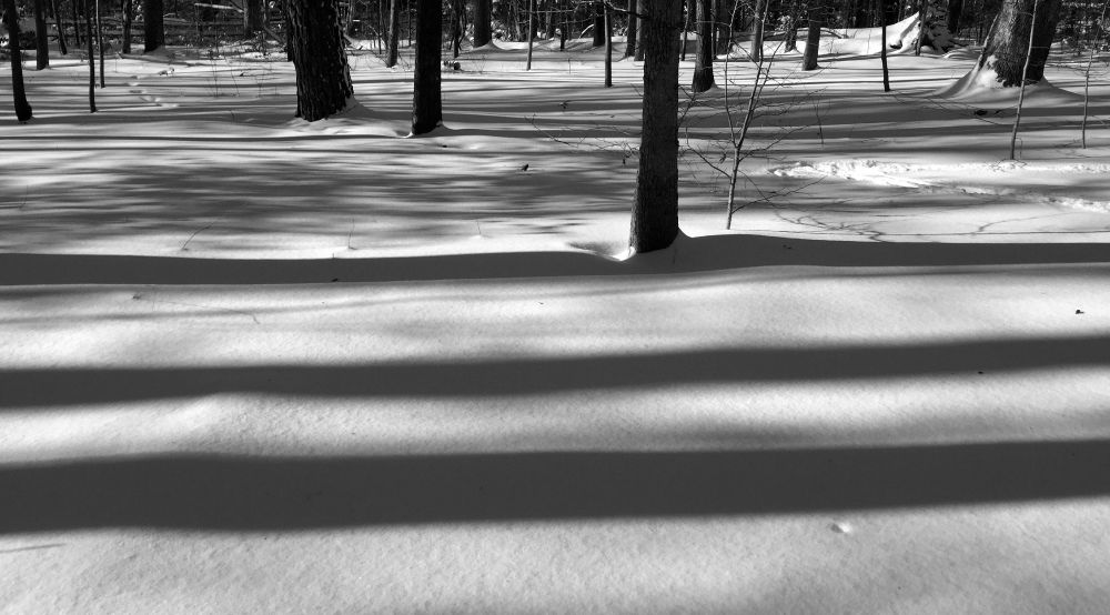 B&W photo of snowy landscape with parallel horizontal shadows of tree trunks.