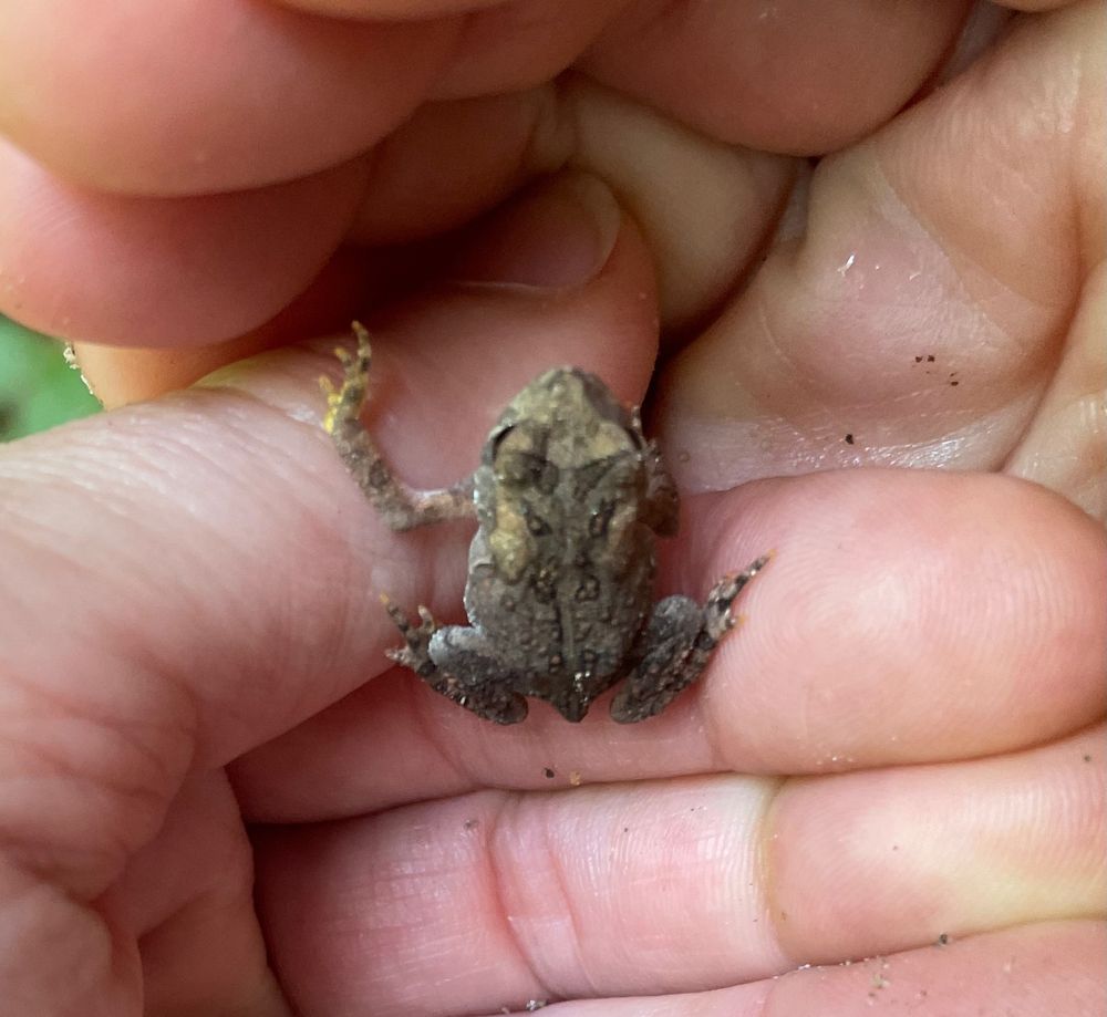 a tiny brown toad cradled on my wife's fingers - found on the path of our daily woods walk and released again to his inconceivably alien life