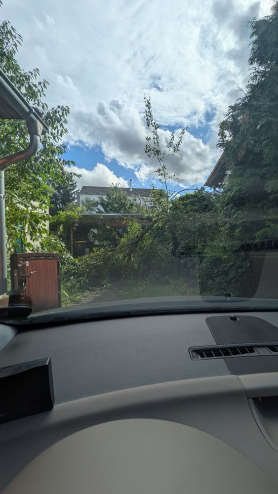 Das Bild zeigt einen gefallenen Zwetschgenbaum, der nun den Hof versperrt.