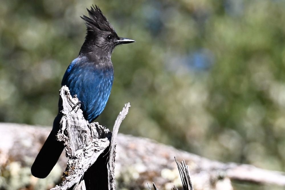 A photo of a Steller’s Jay, with a blue body and black head, sitting on a branch. 