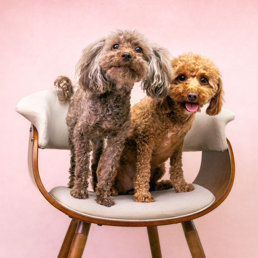 Two small poodle dogs standing on an upholstered chair. The older brown and gray one looks expectantly past the camera, the young orange one stares directly into the lens. 