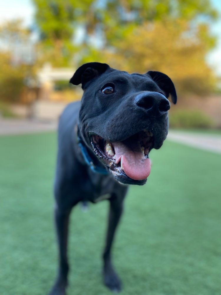 A backyard photo of my dog Loki, who is a big black mixed breed dog, probably mostly pitbull and black lab. In this photo, he is 30% tongue and teeth, 30% boopable snoot, 20% big brown eyes, 15% cute floppy ears, 5% je ne sais quoi. 
