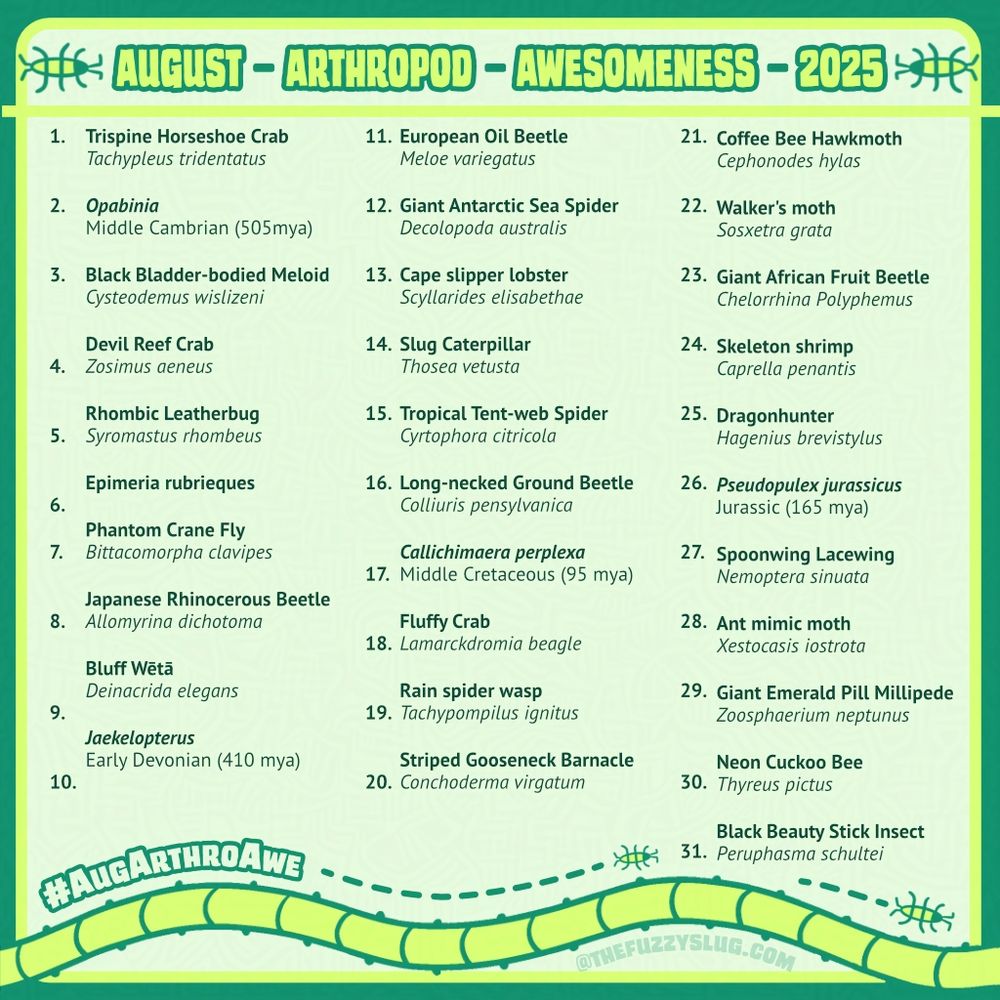 August Arthropod Awesomeness 2025
1 Tri-spine Horseshoe Crab, Tachypleus tridentatus, 2 Opabinia, Middle Cambrian (505mya), 3 Black Bladder-bodied Meloid, Cysteodemus wislizeni, 4 Devil Reef Crab, Zosimus aeneus
5    Rhombic Leatherbug    Syromastus rhombeus, 6 Epimeria rubrieques, 7  Phantom Crane Fly, Bittacomorpha clavipes, 8 Japanese Rhinocerous Beetle, Allomyrina dichotoma, 9 Bluff Wētā, Deinacrida elegans, 10 Jaekelopterus, Early Devonian (410 mya), 11 European Oil Beetle, Meloe variegatus, 12 Giant Antarctic Sea Spider, Decolopoda australis, 13 Shoveller Crayfish, Scyllarides elisabethae, 14 Slug Caterpillar, Thosea vetusta, 15 Tropical Tent-web Spider, Cyrtophora citricola, 16 Long-necked Ground Beetle, Colliuris pensylvanica, 17 Callichimaera perplexa, Middle Cretaceous (95 mya), 18 Fluffy Crab, Lamarckdromia beagle, 19 Rain Spider Wasp, Tachypompilus ignitus, 20 Striped Gooseneck Barnacle, Conchoderma virgatum, 21 Coffee Bee Hawkmoth, Cephonodes hylas, 22 Walker's Moth, Sosxetra grata, 23 Giant African Fruit Beetle, Chelorrhina Polyphemus, 24 Skeleton Shrimp, Caprella penantis, 25 Dragonhunter, Hagenius brevistylus, 26 Pseudopulex jurassicus, Jurassic (165 mya), 27 Spoonwing Lacewing, Nemoptera sinuata, 28 Ant Mimic Moth, Xestocasis iostrota, 29 Giant Emerald Pill Millipede, Zoosphaerium neptunus, 30 Neon Cuckoo Bee, Thyreus pictus, 31 Black Beauty Stick Insect, Peruphasma schultei
#AugArthroAwe @thefuzzyslug 
Green field with segmented caterpillar squiggle decoration at the bottom of the page, a few icon-like bugs scattered around.
