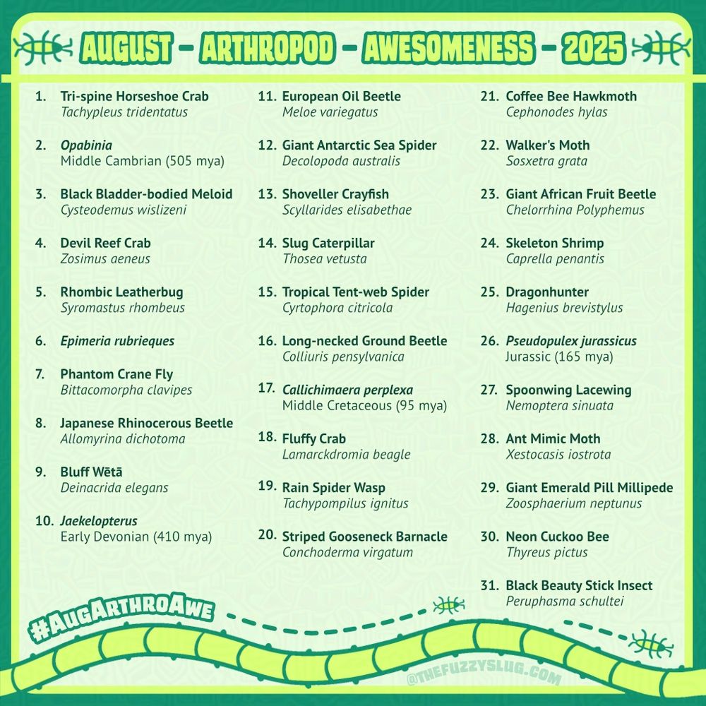 August Arthropod Awesomeness 2025
1 Tri-spine Horseshoe Crab, Tachypleus tridentatus, 2 Opabinia, Middle Cambrian (505mya), 3 Black Bladder-bodied Meloid, Cysteodemus wislizeni, 4 Devil Reef Crab, Zosimus aeneus
5    Rhombic Leatherbug    Syromastus rhombeus, 6 Epimeria rubrieques, 7  Phantom Crane Fly, Bittacomorpha clavipes, 8 Japanese Rhinocerous Beetle, Allomyrina dichotoma, 9 Bluff Wētā, Deinacrida elegans, 10 Jaekelopterus, Early Devonian (410 mya), 11 European Oil Beetle, Meloe variegatus, 12 Giant Antarctic Sea Spider, Decolopoda australis, 13 Shoveller Crayfish, Scyllarides elisabethae, 14 Slug Caterpillar, Thosea vetusta, 15 Tropical Tent-web Spider, Cyrtophora citricola, 16 Long-necked Ground Beetle, Colliuris pensylvanica, 17 Callichimaera perplexa, Middle Cretaceous (95 mya), 18 Fluffy Crab, Lamarckdromia beagle, 19 Rain Spider Wasp, Tachypompilus ignitus, 20 Striped Gooseneck Barnacle, Conchoderma virgatum, 21 Coffee Bee Hawkmoth, Cephonodes hylas, 22 Walker's Moth, Sosxetra grata, 23 Giant African Fruit Beetle, Chelorrhina Polyphemus, 24 Skeleton Shrimp, Caprella penantis, 25 Dragonhunter, Hagenius brevistylus, 26 Pseudopulex jurassicus, Jurassic (165 mya), 27 Spoonwing Lacewing, Nemoptera sinuata, 28 Ant Mimic Moth, Xestocasis iostrota, 29 Giant Emerald Pill Millipede, Zoosphaerium neptunus, 30 Neon Cuckoo Bee, Thyreus pictus, 31 Black Beauty Stick Insect, Peruphasma schultei
#AugArthroAwe @thefuzzyslug 
Green field with segmented caterpillar squiggle decoration at the bottom of the page, a few icon-like bugs scattered around.