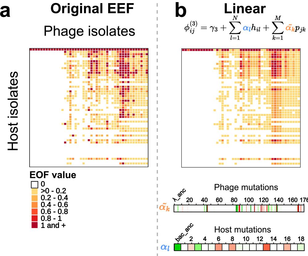 Predicted infections with phage/host mutation models
