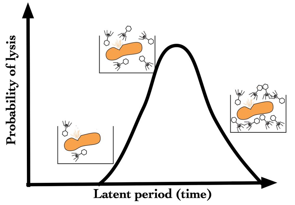 Schematic of probability distribution of the latent period along with single-cell examples of bursts that increase in magnitude as the latent period increases. Full details in the paper.