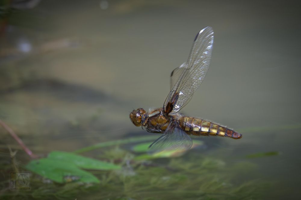 A gold and black dragonfly in flight