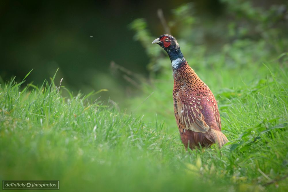 A pheasant stood alert on a grassy green path