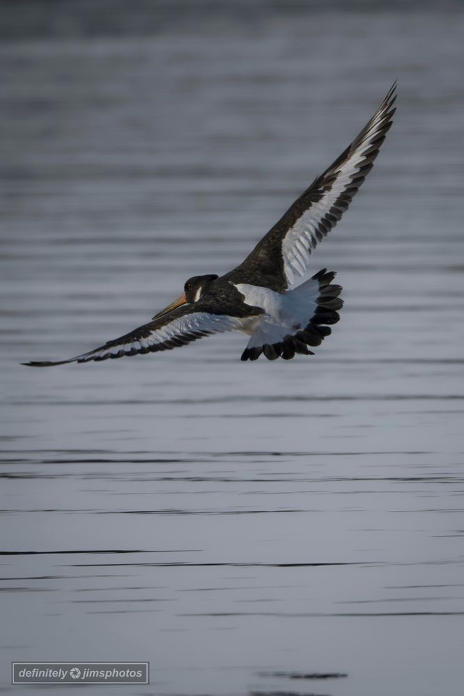 a black and white wading bird in flight