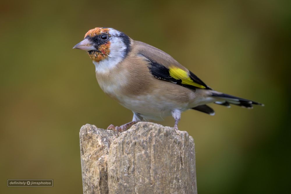 a colourful bird perched on a post