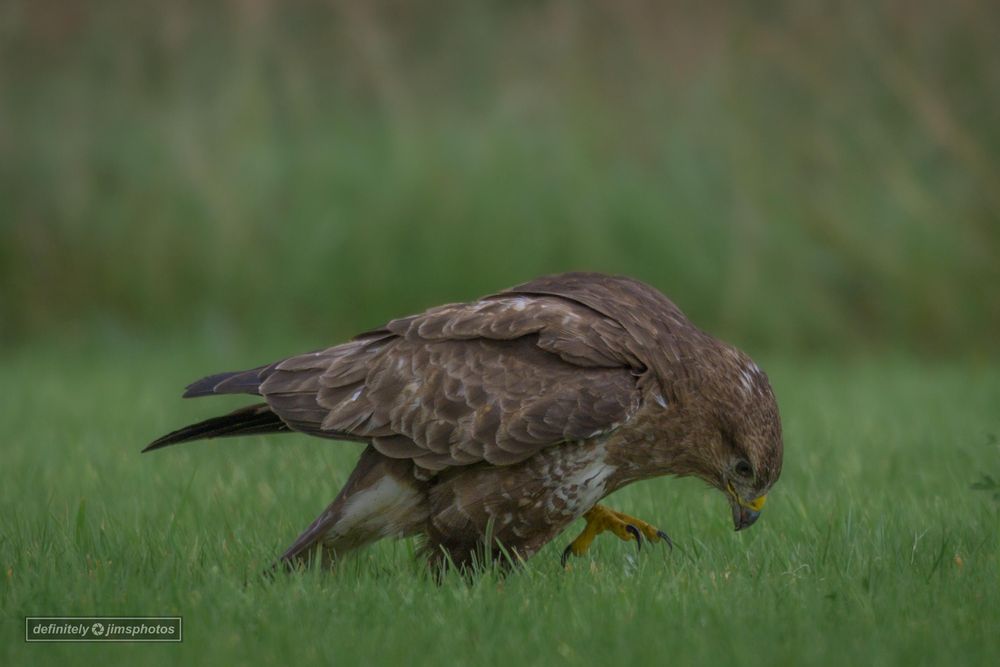 A large brown bird of prey looking for food