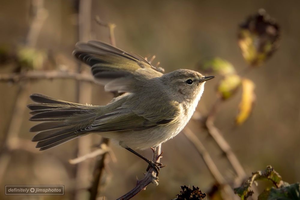 a small olive coloured warbler