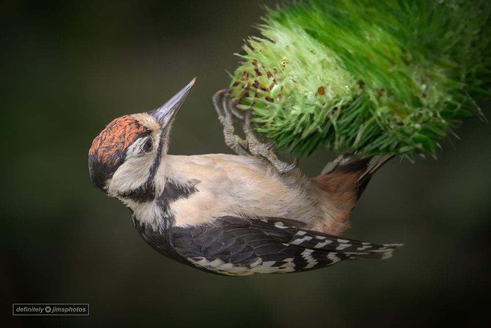 a black, white and red woodpecker