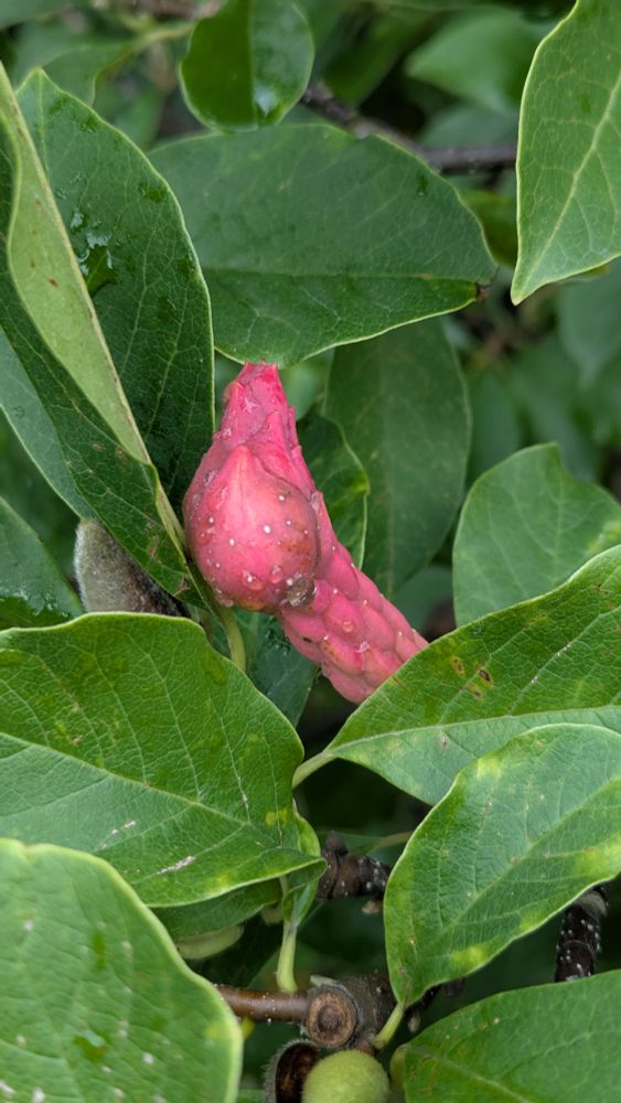 Might be a picture of a dog's lipstick...