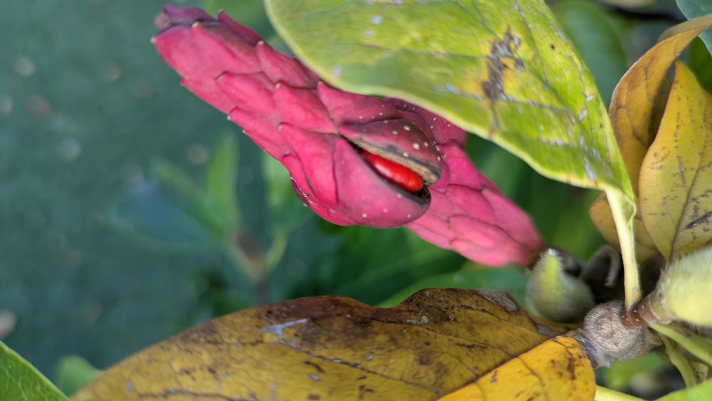 A shiny red seed peaks out from beneath its pink pod.