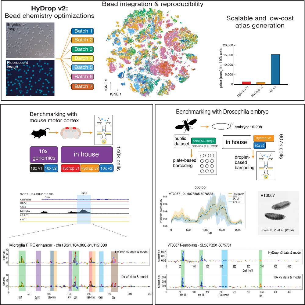 Data collected with the new sequencing platform HyDrop v2 is shown. First, a schematic overview of the bead batches of the microfluidic beads is followed by a tSNE and a barplot showing the costs in comparison to 10x Genomics. 
Then, a track of mouse data (cortex) is shown together with nucleotide contribution scores in the FIRE enhancer in microglia. Here, the HyDrop and 10x based models show the same contributions. 
On the right, the Drosophila embryo collection is explained; in the paper HyDrop v2 and 10x data are compared to sciATAC data. Then, a nucleotide contribution score is also shown, whereas HyDrop v2 and 10x models show the same contribution, just as in mouse. 