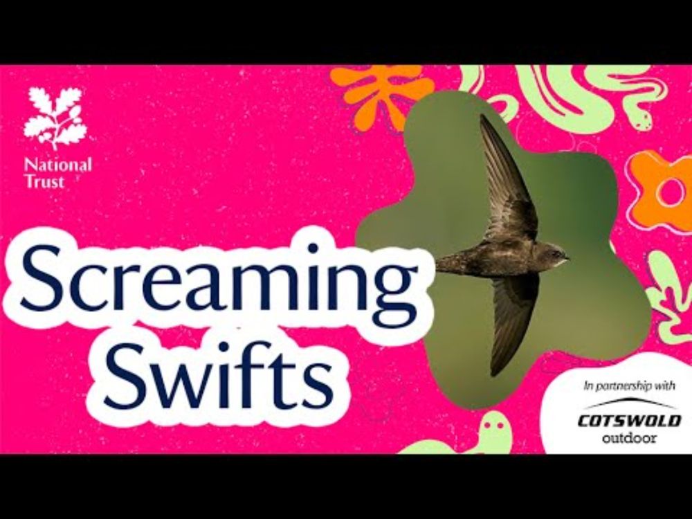 Screaming Swifts | Living Life on the Fly | Podcast