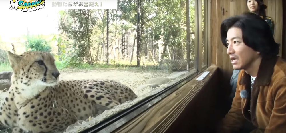 Takuya Kimura squatting in front of a zoo exhibit. A cheetah's resting right at the edge of the window, maybe an arm's length away. They're staring at each other intently.
