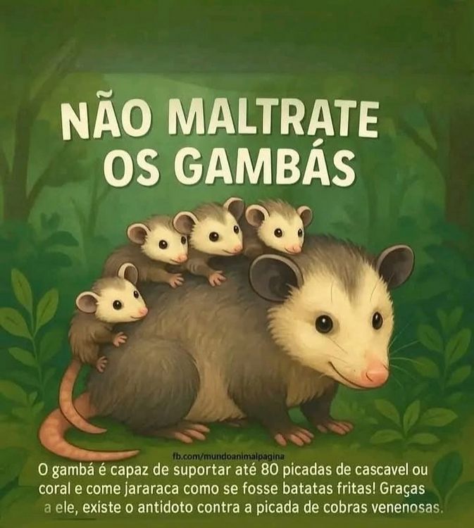 Não maltrate os gambas
O gamba é capaz de suportar até 80 picadas de cascavel ou coral e come jararaca como se fosse batata fritas! Graças a ele, existe o antidoto contra picada de cobras venenosas. Mundoanimalpagina