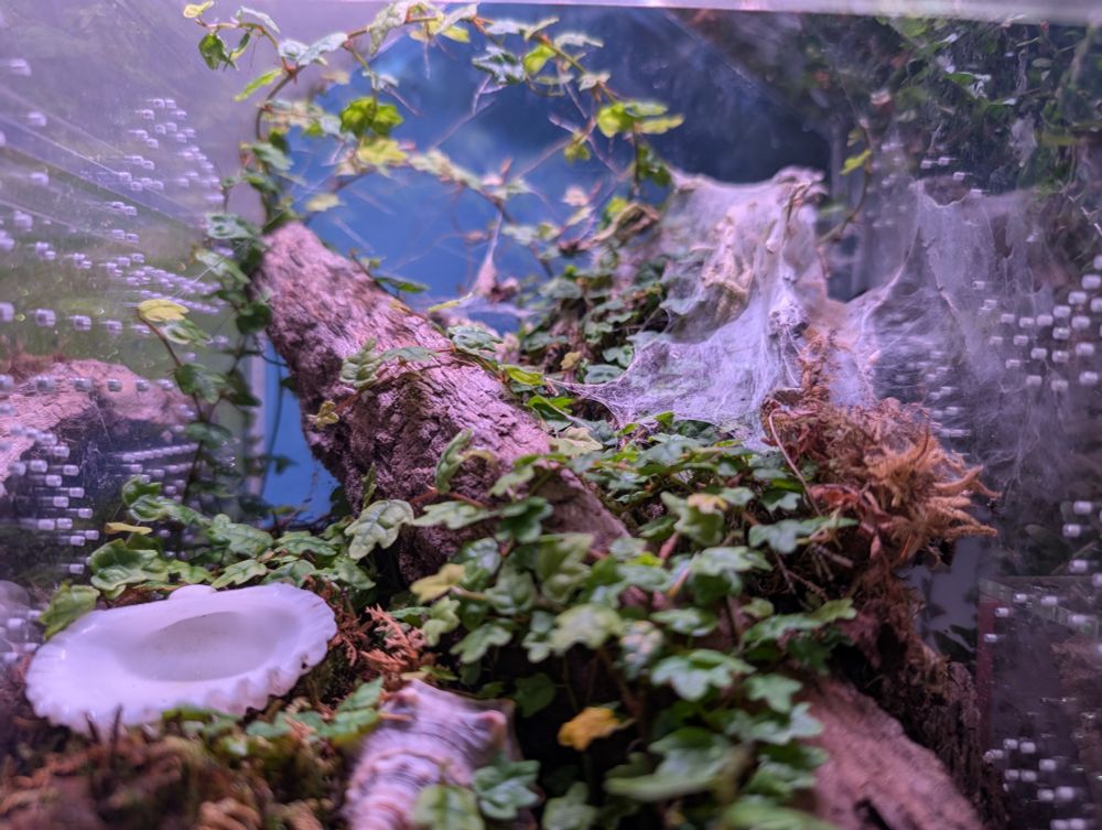 Enclosure with ivy, moss, shells, bark, and heavy webbing. For a Dolichothele Diamantinensis